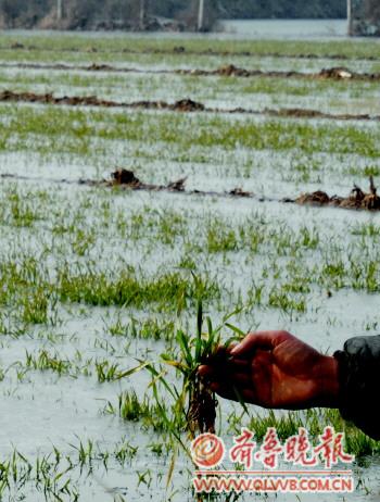 大冬天10亩小麦水淹近一月