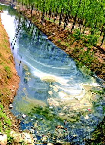 ◥冠县定远寨乡许马村的这条水沟里,水是黑色的,而且臭味熏天.