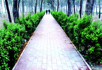 ▼陵园内的道路铺上了整齐的青砖.本报记者 李岩松 摄