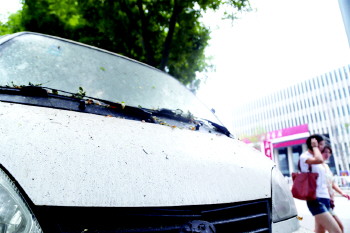 掉木屑又滴油市树国槐怎么了