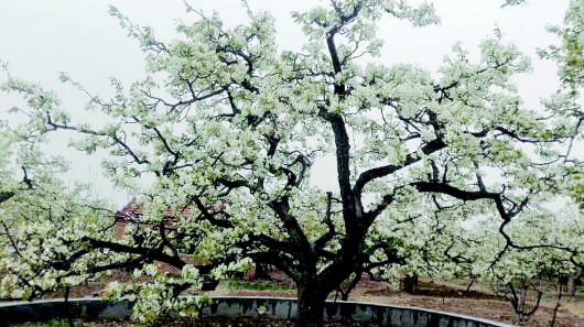 三百多年的梨树在微微细雨中生机盎然.郭永路 摄