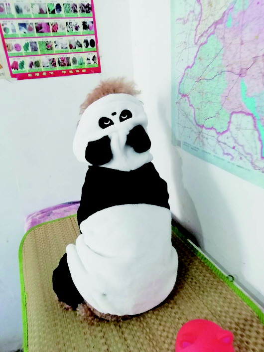 ◤壹粉"开心9235"给泰迪穿上了熊猫衣服扮"二喜".